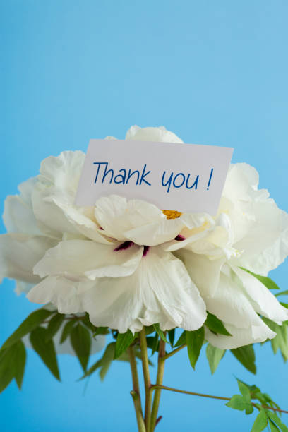 istock White tree peony flower, isolated on blue background 2151892634