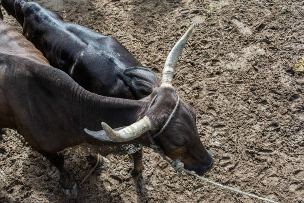 Top view of a black ox with big horns. Bovine animal.