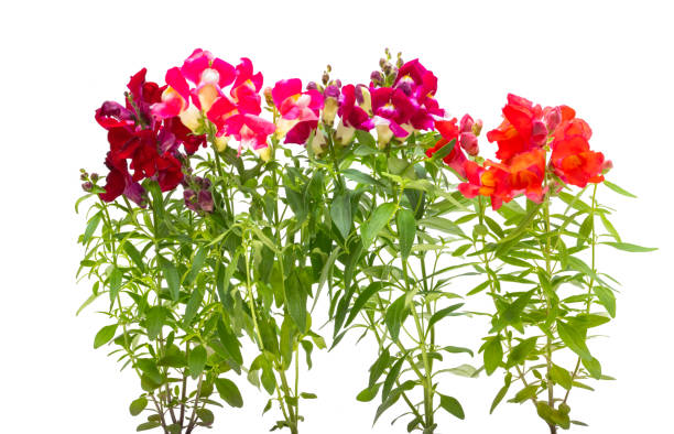 istock Antirrhinum flowers isolated 2151897151