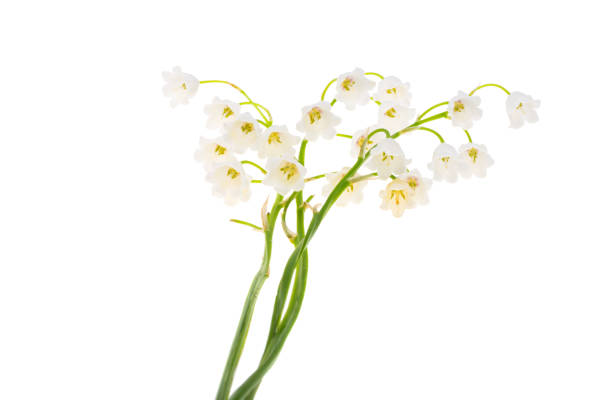 istock lily of the valley flowers isolated 2151897747