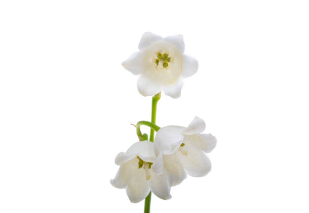 lily of the valley flowers isolated on white background