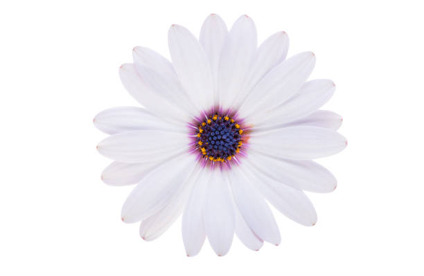 white Osteospermum flower isolated on white background
