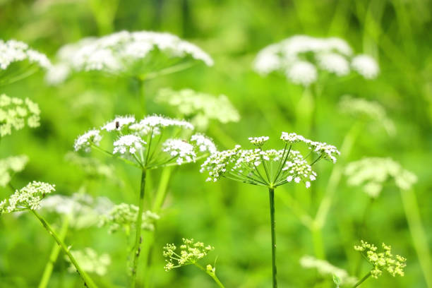 Wildflowers growing in the garden. Selective focus.