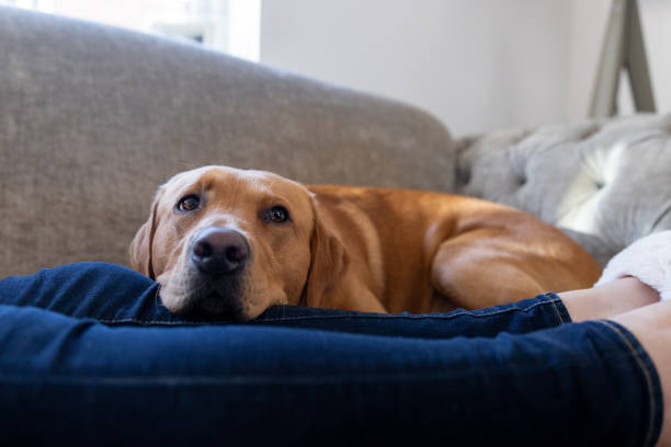 istock Dog's Playful Smile 2151901653
