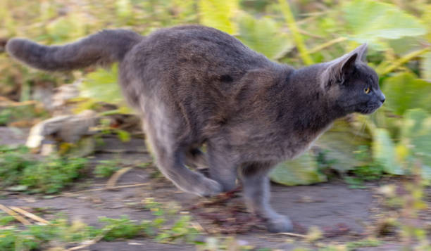 istock The cat runs in nature. Movement 2151903378