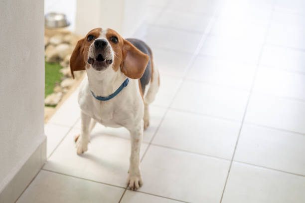 istock Crazy funny beagle in house 2151904581
