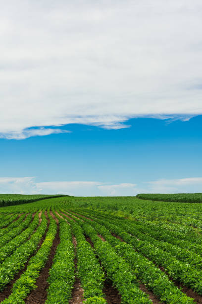 istock Summer green farmland with blue sky and white clouds 2151904906