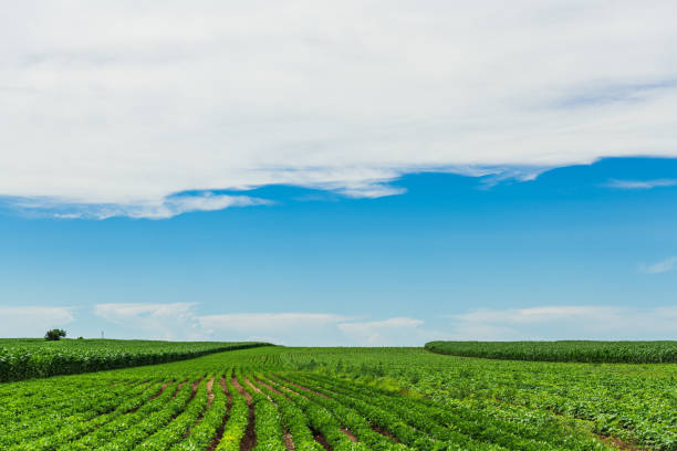 Summer green farmland with blue sky and white clouds
