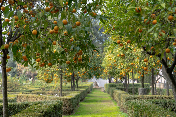 istock Orange Trees at Palatine Hill 2151905212