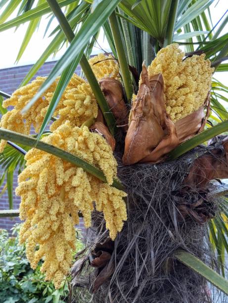 istock A Trachycarpus fortunei or Chinese Windmillpalm 2151905724