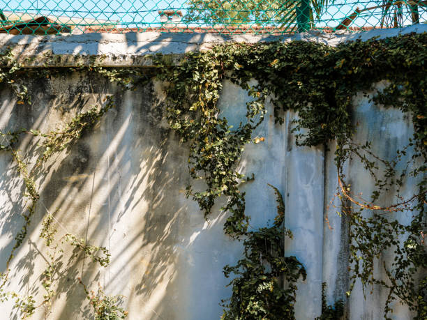 istock An abandoned wall with moss and vines leaf 2151906157