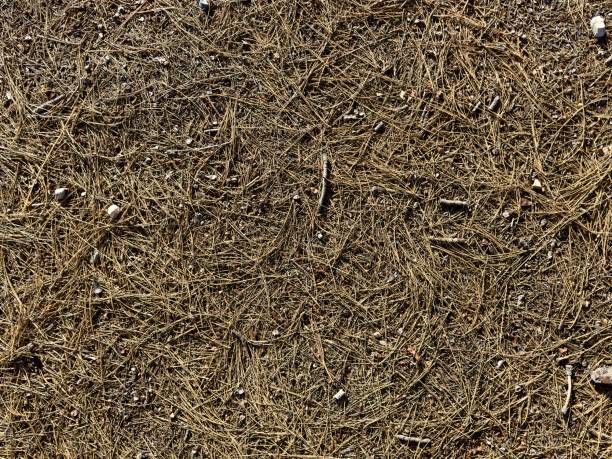 Brown needles on the asphalt in autumn. Rainy day. Autumn background