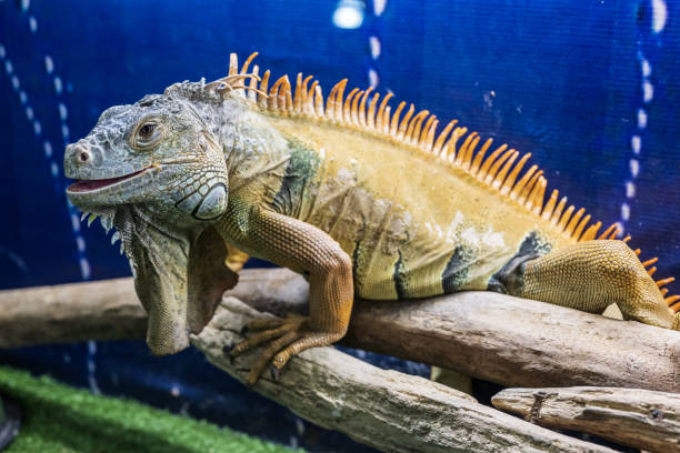 istock Iguana in the aquarium 2151910812