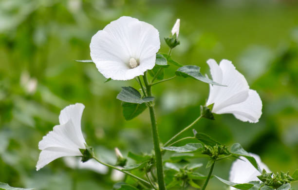 istock White flowers in nature. Close-up 2151910835