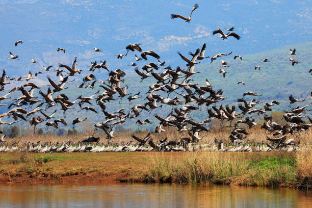 Flock of cranes on major stopover for birds migrating between Africa, Europe and Asia. Hula valley reserve. North of Israel