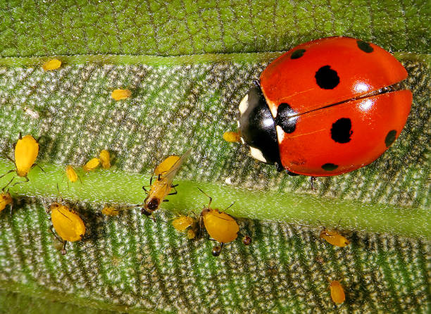 istock Aphids and their natural enemy, seven-spot ladybird 2151910880