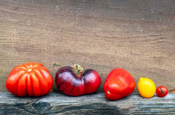 istock Tomatoes in different shapes lined up against a wooden wall 2151910910