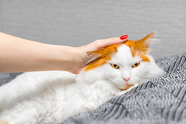 istock man calms an offended cat, close up 2151912268