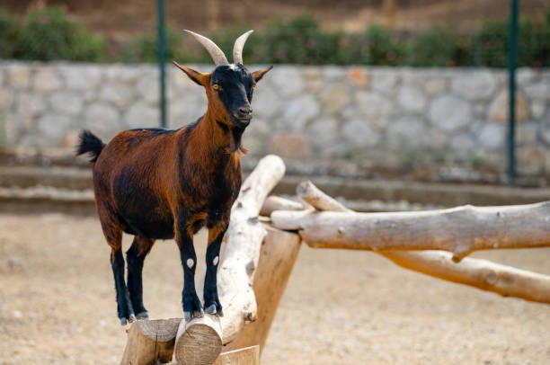 istock Goat walking on the small farm. 2151912902