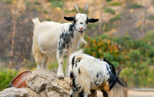 istock Two goats stand on rocks at the zoo. 2151912913