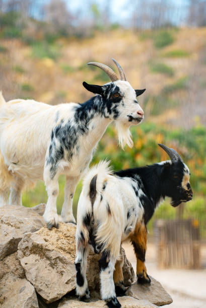 istock Two goats stand on rocks at the zoo. 2151912920
