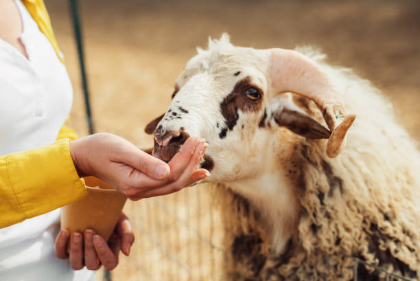istock Feeding a ram at the zoo. 2151913292