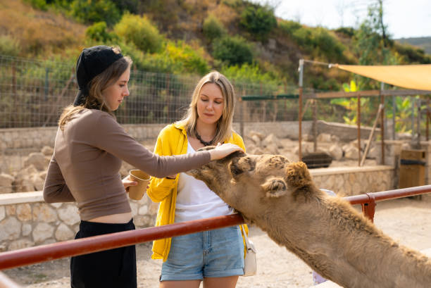 istock Girls feed a camel at the zoo. 2151913293
