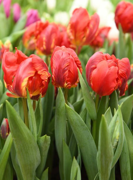 istock Gentle and fantastic Red Double Rococo Parrot Tulips, large double flowers in spring 2151913454