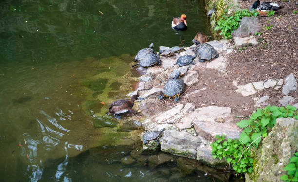 Lake with ducks and turtles in the forest.