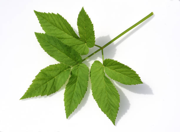 Giersch, Aegopodium podagraria Aegopodium podagraria, belongs to the wild herbs and wild vegetables. It is a wild plant with white flowers. It is an important medicinal plant. aegopodium podagraria stock pictures, royalty-free photos & images