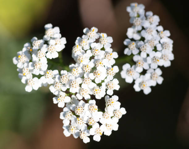 istock White flowers in nature. Close-up 2151915373