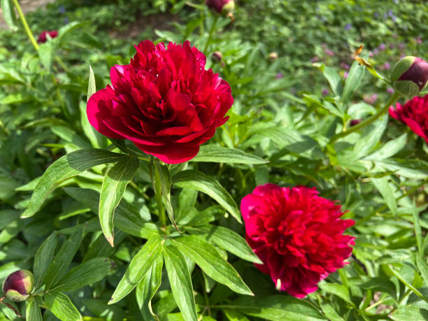 istock Pfingstrose, Paeonia, officinalis 2151915487