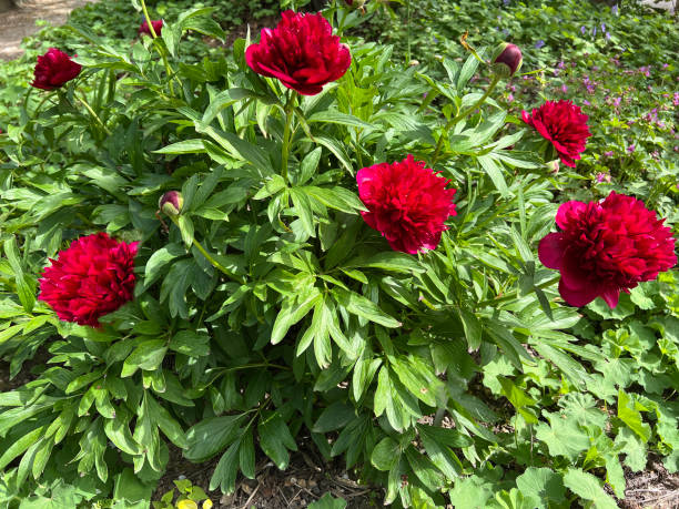 istock Pfingstrose, Paeonia, officinalis 2151915523