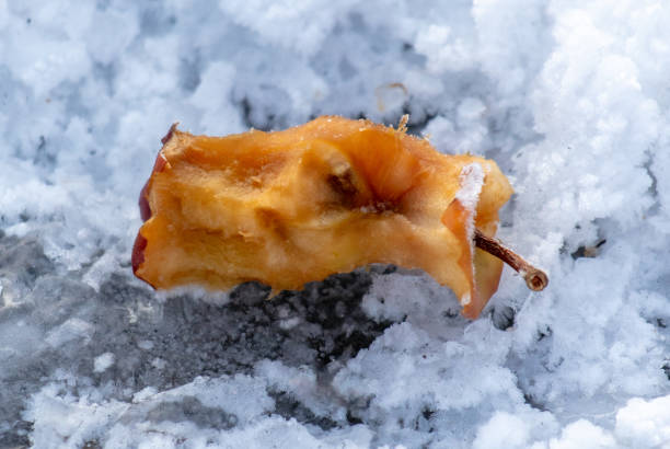 istock An apple core in the snow in winter 2151915937