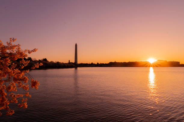 istock Cherry blossom sunrise at tidal basin 2151916352