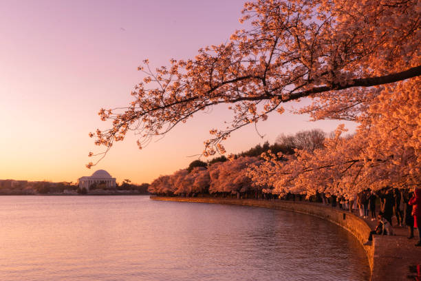 istock Cherry blossom sunrise at tidal basin, Jefferson memorial 2151916357