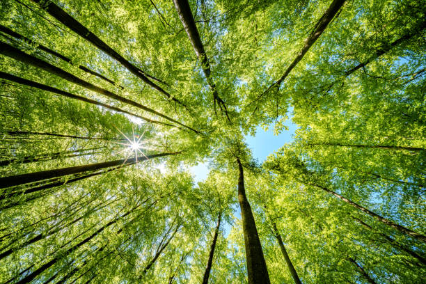 istock Sun peeking through trees in forest, casting beautiful shades on the ground - sustainability 2151916974