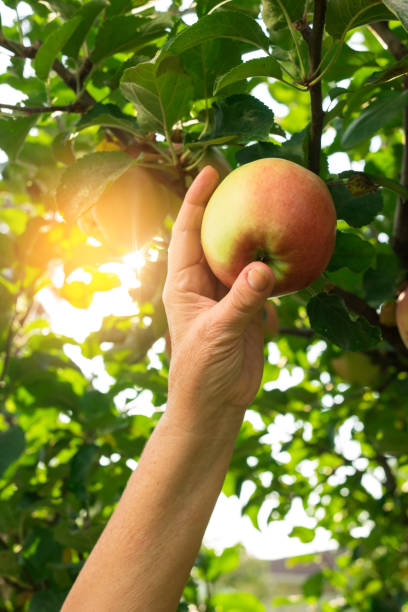 istock Apple and hand of woman. 2151917237