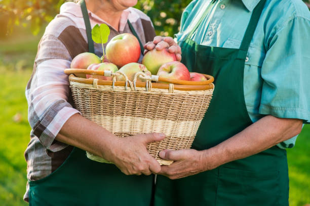 istock Hands of seniors, apple basket. 2151918786