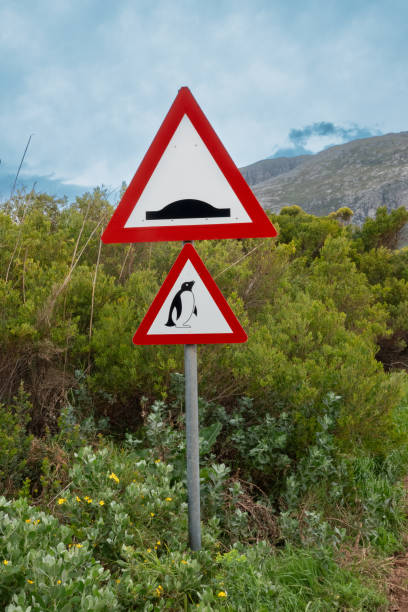 Collage of New Zealand penguin, weka and kiwis road sign, isolated on white background