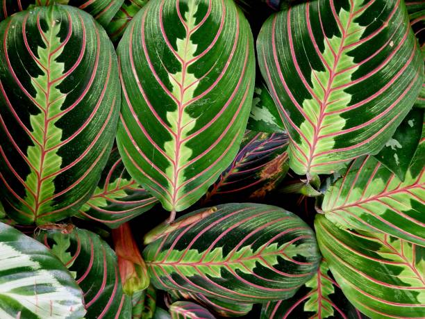 istock green leaves of exotic plants as background 2151919348