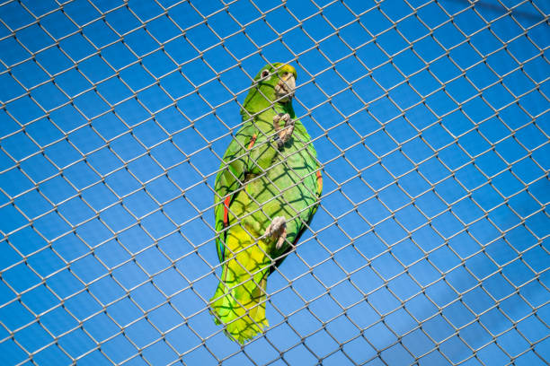 Portrait of a beautiful colorful Blue-fronted amazon Parrot. Perching bird pet at home