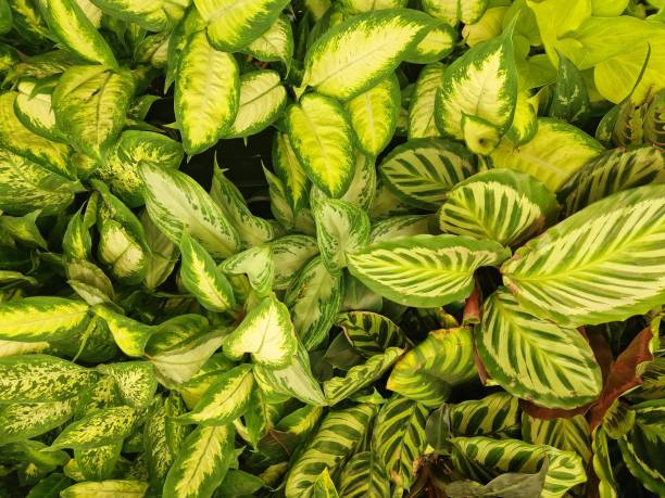 istock green leaves of exotic plants as background 2151919392
