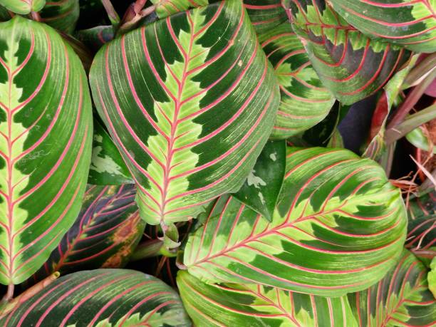 istock green leaves of exotic plants as background 2151919410