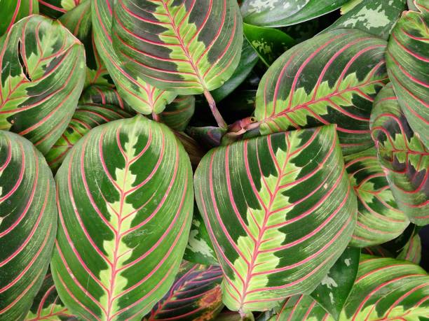 istock green leaves of exotic plants as background 2151919416