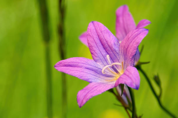 Spreading Bellflower (Campanula patula) pink purple flower in close-up