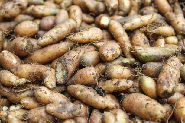 istock Gembili or small potatoes. texture of gembili (Dioscorea esculenta) close up 2151920209