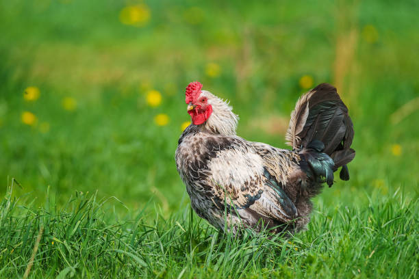 istock cute rooster crowing on the farm.. 2151921080