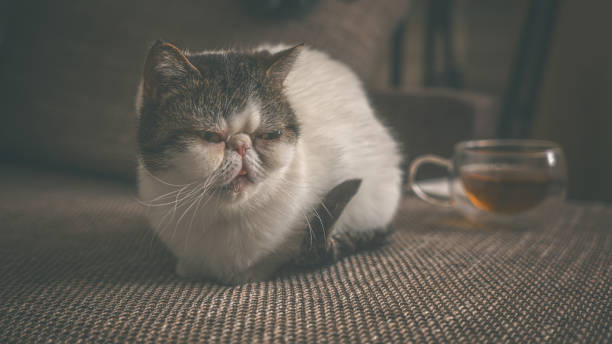 istock White cat Snoopy lies on a brown sofa 2151922540