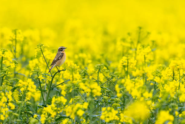 Beautiful male whinchat (Saxicola rubetra) perching on a flowering rapeseed field.